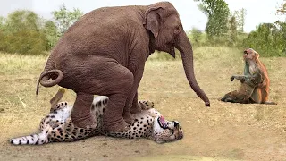 The Herd Of Elephants Rescues The Helpless Baby Monkey From The Pursuit Of The Leopard