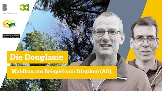 Die Douglasie - Waldbau am Beispiel von Dintikon (AG)