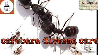 Carebara Diversa Care (Asian Marauder Ants)