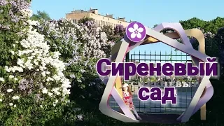 Нереальная реальность! 800 сортов сирени! Lilac garden. Сиреневый сад в Москве.