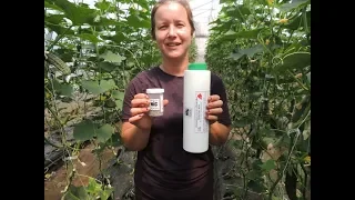 USING NATURAL INSECT CONTROL FOR OUR CUCUMBER PLANTS