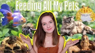 Feeding All My Pets In One Video | Daily Routine For 14+ Animals