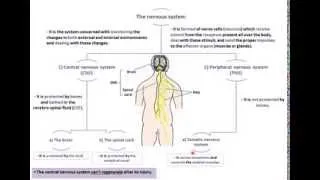 parts of the nervous system - Dr.Ahmed Farid