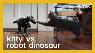 Kitty vs Robot Dinosaur