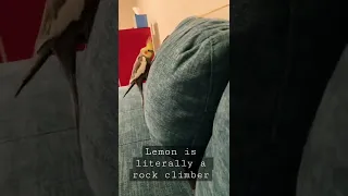 Lemon climbs Mount Everest #birds #cutebirds #cutepets #tiktok #shorts #pets #cockatiel