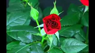 Blooming Red Rose Timelapse