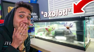 DEI aos FILHOTES de AXOLOTE uma NOVA CASA *animal de estimação axolotl*