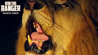 The Sound Of A Lion Roar At Night | African Safari Sighting