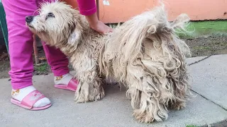 You Won't BELIEVE How This DOG Looks AFTER SHAVING ALL THIS MATTED FUR!