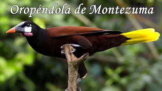 Documental Oropendolas