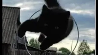 Очень умный котёнок Черныш😻 black cat