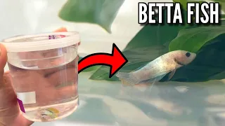 BETTA FISH RESCUED From PET STORE (UPDATE)