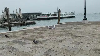 seagull sound