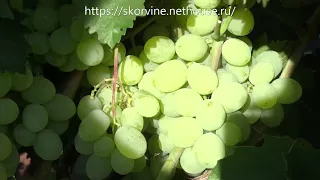 Сорта винограда Кишмиш Афродита 2017
