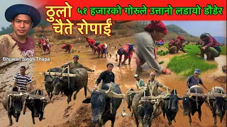 रोपाइँमा ५१ हजारको गोरुलो उत्तानो पार्यो मलाई /Ropai Rice Planting In Village / Bhuwan Singh Thapa