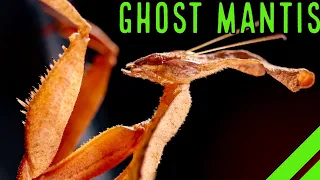 UNREAL Unboxing Ghost Mantis & Enclosure Setup