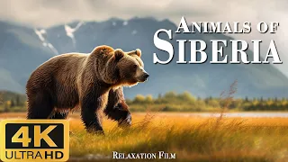 The nature of Siberia (4k Ultra HD) is a relaxing landscape film with a cinematic soundtrack