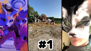 🐾Therian/quadrobics tiktok compilation!🐾||#1