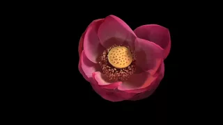 Lotus Flower Time Lapse