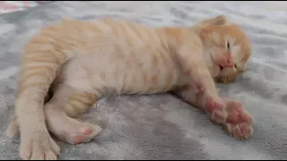 кот🧡🐱🐈🐈‍⬛