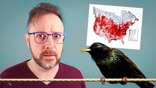 Let's Talk About American Starlings