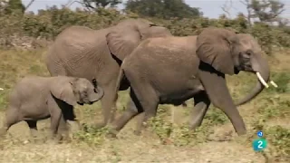 La marcha de los elefantes | Grandes Documentales