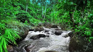 Wipe off Insomnia to Sleep Instantly with Soothing river sounds, Roaring & rushing river ambience