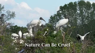 Nature Can Be Cruel