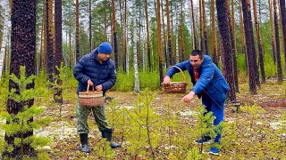 ВЛАДИМИРСКАЯ ОБЛАСТЬ рулит! СИБИРЬ завидует! ГРИБНИКИ В ШОКЕ! БЕЛЫЕ ГРИБЫ БОРОВИКИ 30 ОКТЯБРЯ 2022