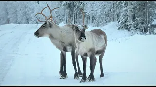 Santa Claus Reindeer land Pello in Lapland Finland 😍🦌🎅 Arctic Circle Father Christmas funny animals