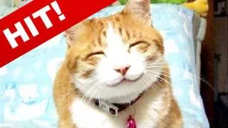 Funny Cats - Смешные кошки - Лучшие коты 2010 года