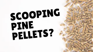 How To Scoop Pine Pellet Litter | Two Crazy Cat Ladies #cats #catlitter #cattips