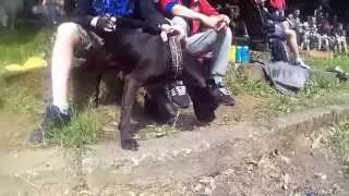 5th Pit Bull Show Seriba Kosutnjak 24/05/2015