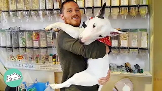 Man Expected a Calm Bull Terrier But Got a Firecracker Instead | Cuddle Buddies