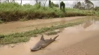 Акула стала жертвой наводнения в Австралии | The shark was a victim of a flood in Australia