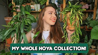 🍃My whole Hoya collection!🍃