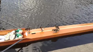 Ducklings River Rage at Molesey Boat Club.