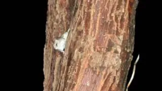 flying squirrel in the dark