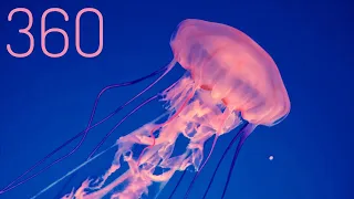 360 VR Whale Underwater Diving