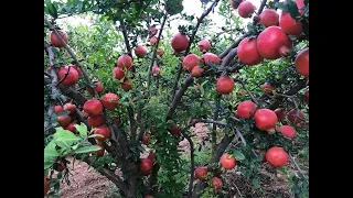 Pomegranate Best Farm , DADAM FARM