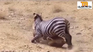 Mother Zebra saved her baby from lion attack