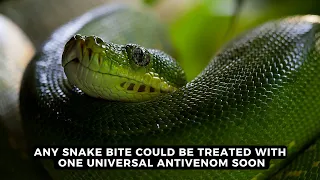 Soon any snake bite could be treated with ONE universal antivenom | NEWS IN A MINUTE