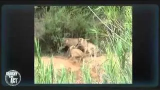 MalaMala - CITA - Leopard vs Lion fight