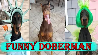 Top 10 Funny Doberman Dog Videos | Funniest & Cutest Doberman Dog 2020