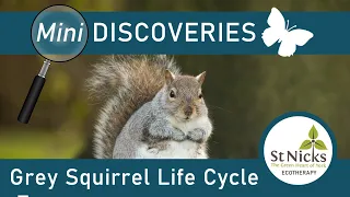 Grey Squirrel Life Cycle