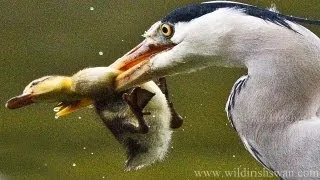 A hunting avian animal successfully attacks and eats a duckling after a surprise attack🐥🦅