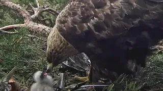 Kaljukotkas::Golden Eagle~What a strong eaglet 🥰~1:51 p.m. 2024/04/26