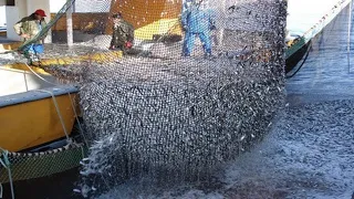 You SHOULD see this perfect Big Catch Net Fishing Skill On The Modern Boat. Amazing Net Fishing