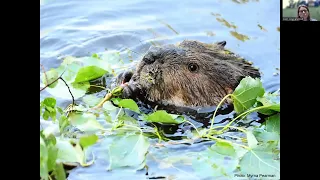 Wild about Wildlife – Living With Beavers Information Session