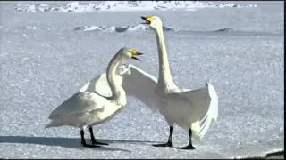 Видео "110 секунд из жизни лебедей"